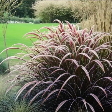 2193_pennisetum_rubrum_003 — копия